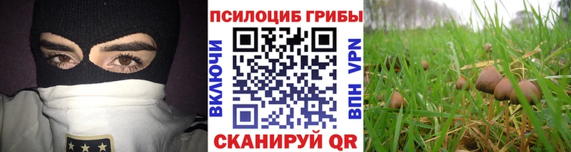 Псилоцибиновые грибы Psilocybine cubensis  Купить где  Суровикино 